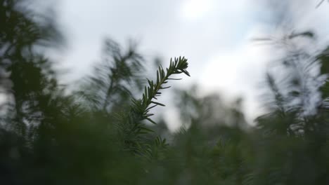 Nahaufnahme-Eines-Farns,-Der-Sich-Im-Wind-Bewegt,-Mit-Nebligem-Hintergrund