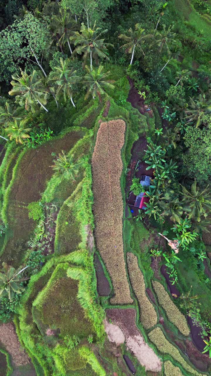 Rekaman vertikal terasering sawah berlapis yang diukir di perbukitan tropis curam dengan sawah hijau cerah, lahan panen keemasan, pohon palem, dan hutan lebat menonjolkan pertanian tradisional Bali