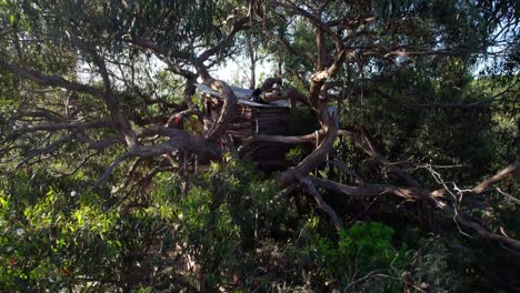 wooden treehouse nestled in a large tree - drone pullback