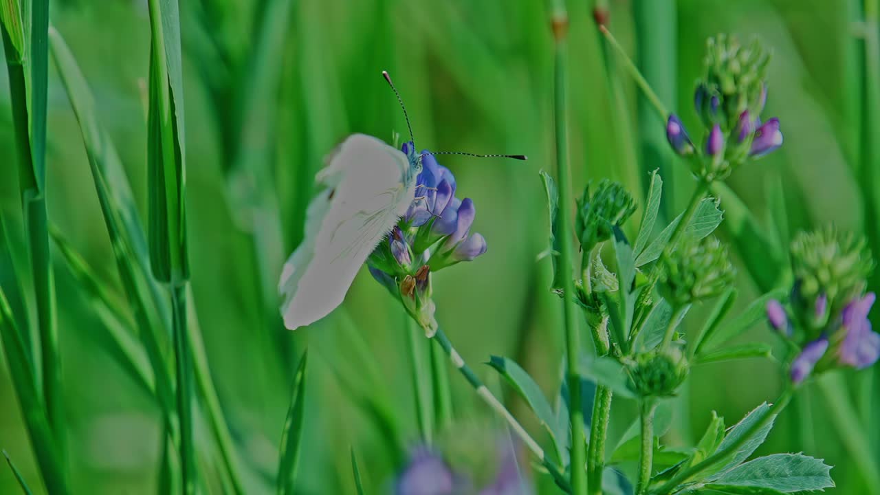 A beautiful Cabbage White butterfly rests on a purple wildflower in a lush green meadow, gently flapping its delicate wings on a sunny summer day in a close-up macro shot