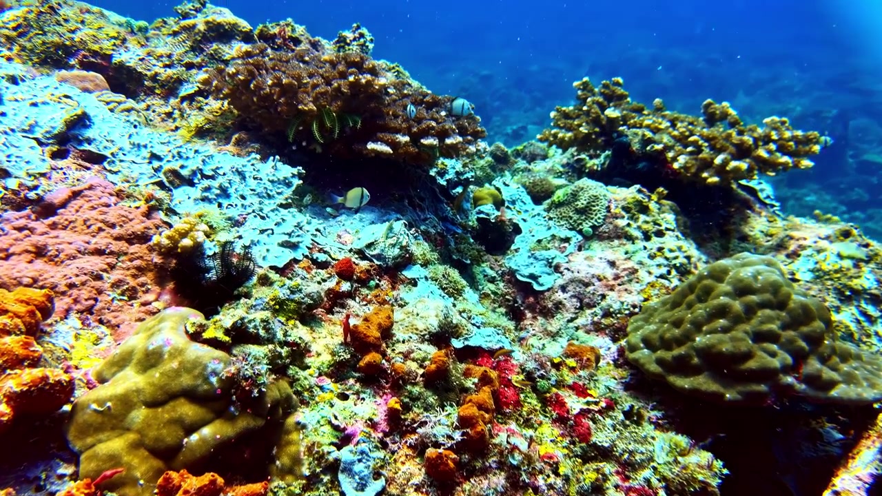 Un vibrante ecosistema di barriera corallina brulicante di diversa vita marina. Ideale per contenuti di biologia marina o documentari ambientali.