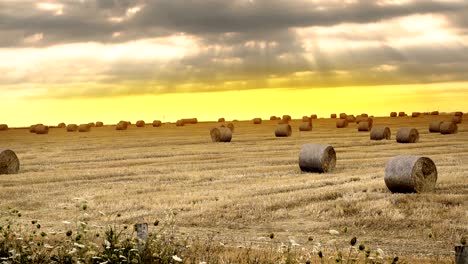 majestic yellow field with round hay bales at twilight glowing by sunlight, 4k panning