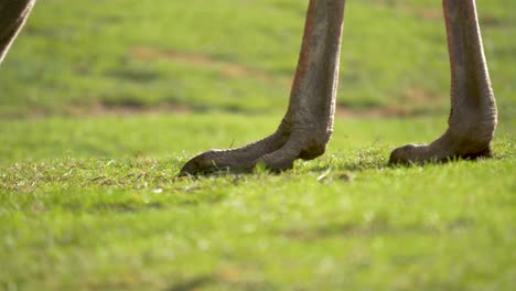 close-up detail shot of the powerful feet of an ostrich