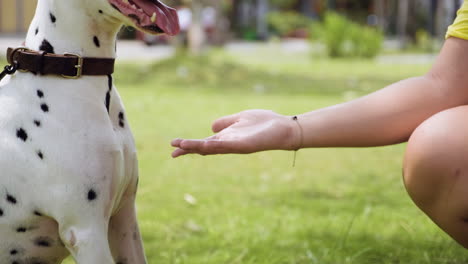 woman training a dog