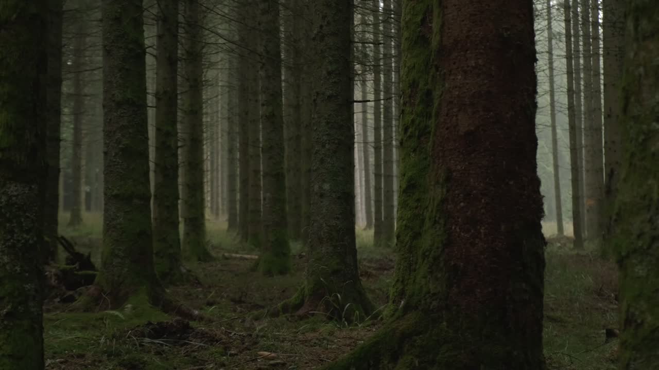Slow trucking shot of a humid mysterious dark forest in slow motion