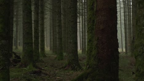 lenta toma de camiones de un misterioso bosque oscuro húmedo en cámara lenta
