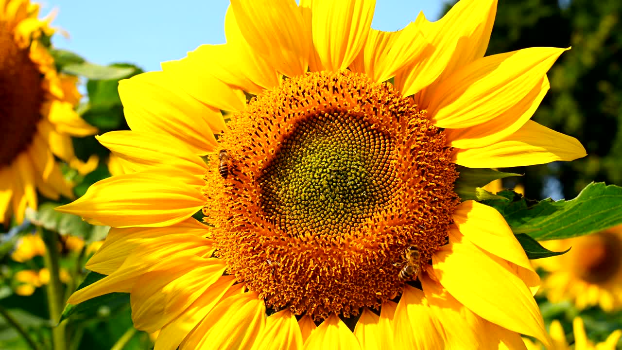 꽃이 피는 꽃가루의 수평 구성에서 꽃가루를 수집하는 벌