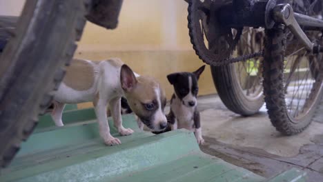 three newborn puppy paying under cycle