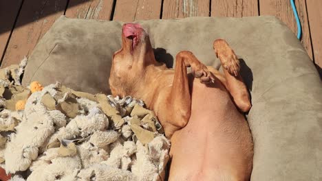 terrier in dog bed with ripped blanket and toys on a deck in the sun laying on back and moving around to get comfortable