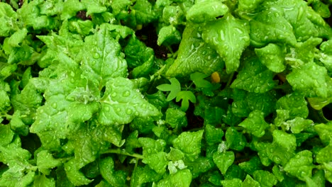 Organic-spinach-plantation-seen-from-above,-up-close