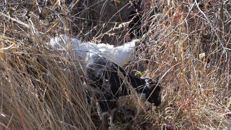 two baby goat kids in the dry grass looking for something to eat