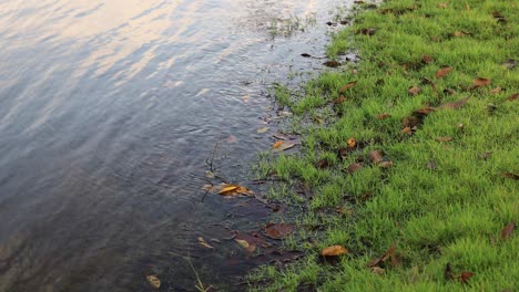 4k riverbank with submerged grass and leaves