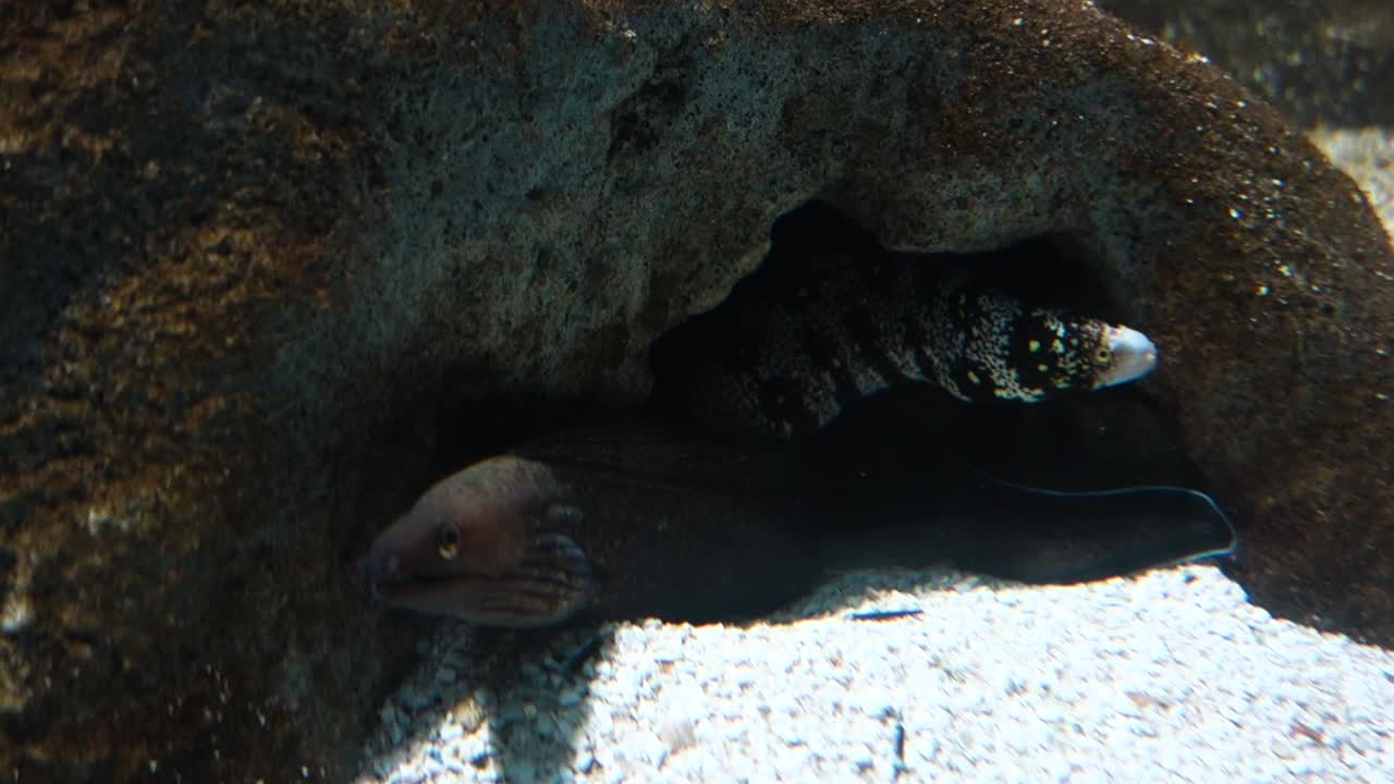 눈송이 morays, echidna nebulosa 종, 산호초에 숨어