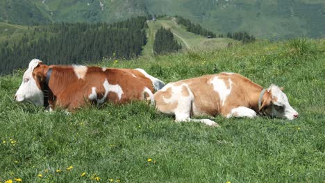 couple of cattle relaxing under the sunlight of beautiful austrian day