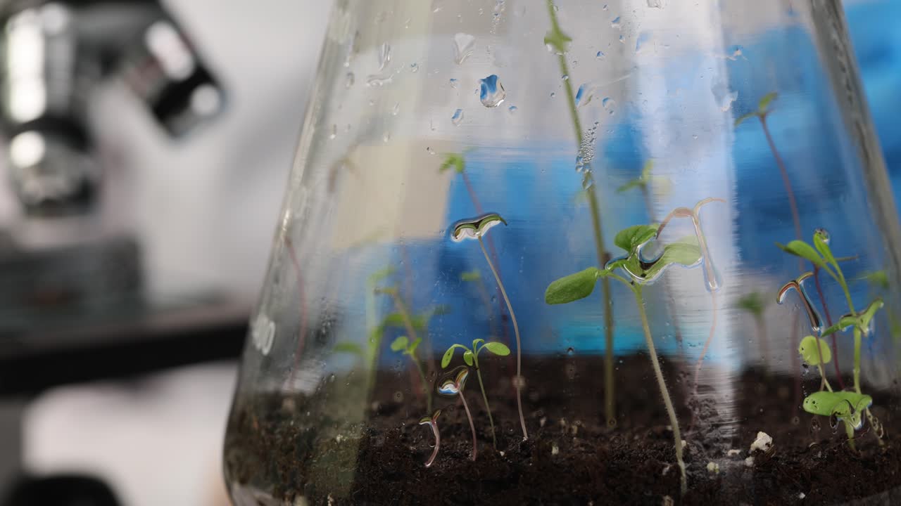 Plant seedlings growing in a laboratory flask
