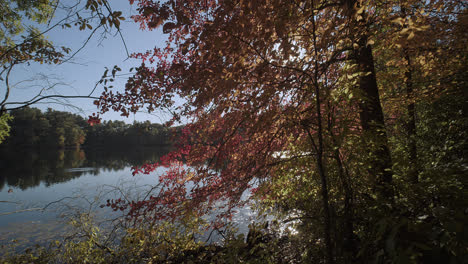 Una-Toma-Panorámica-Desde-Detrás-De-Las-Coloridas-Hojas-De-Otoño-Revela-Un-Lago-En-Calma-Mientras-El-Sol-Se-Asoma