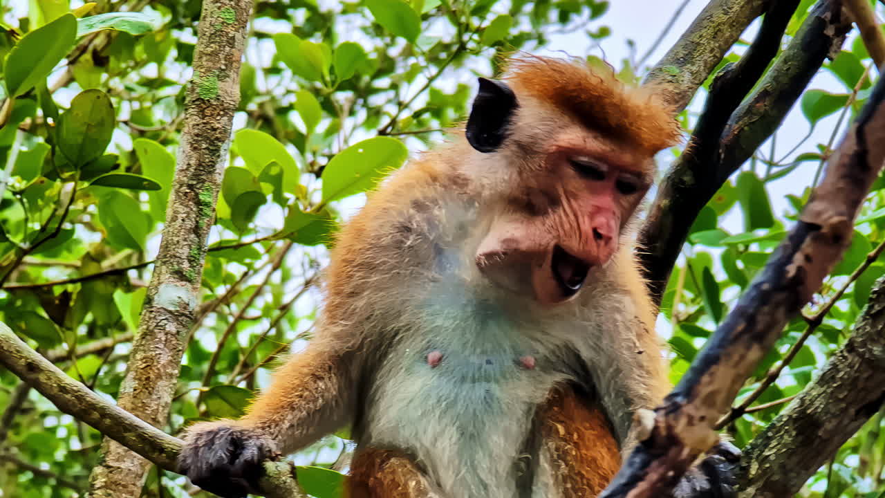 Toque macaque monkey shows expressive face while perched in green forest tree