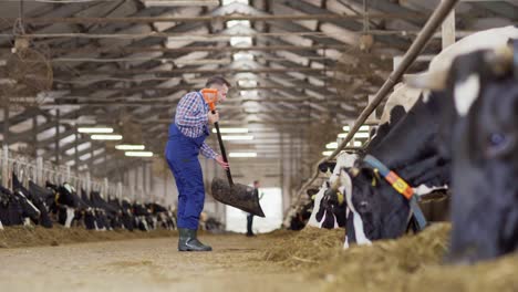 farm worker with spade walking towards livestock stalls and arranging hay for dairy cows eating in stalls, then patting a cow and walking away