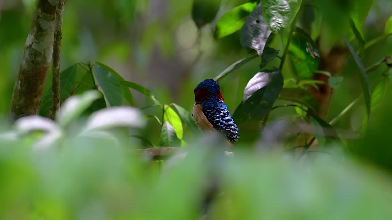 un martín pescador de árboles y una de las aves más hermosas que se encuentran en tailandia dentro de las selvas tropicales