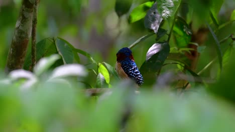 Ein-Baum-Eisvogel-Und-Einer-Der-Schönsten-Vögel-Thailands-In-Den-Tropischen-Regenwäldern