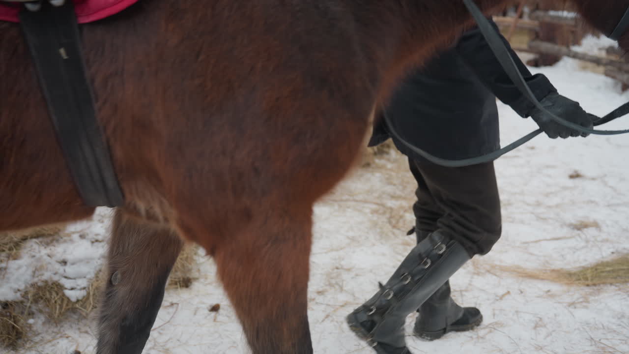 Novio guiando al corcel con serenidad por un campo nevado, hombre controlando al caballo con firmeza por un corral helado con riendas seguras, jinete conduciendo hábilmente al caballo por un corral cubierto de nieve con un tranquilo bosque de fondo