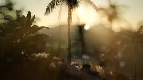 coco palm trees tropical landscape