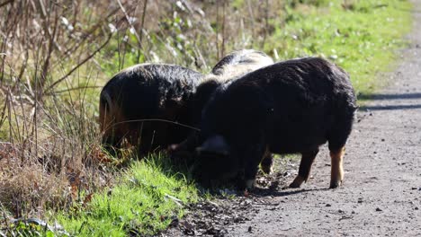 Cerdos-Kune-Kune-Comiendo-Hierba-Fresca