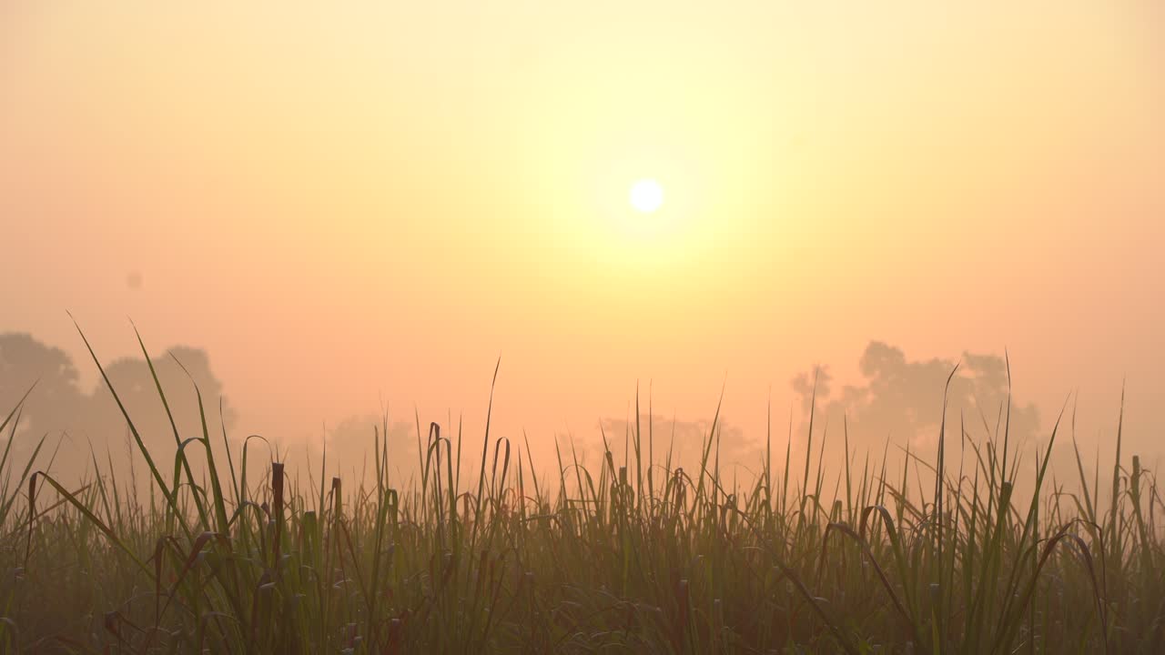 아침 햇살이 안개를 뚫고 온다