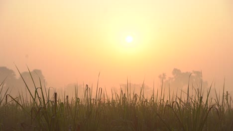 morning lights are coming by piercing the fog