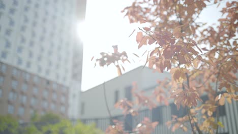 autumnal cityscape with buildings and trees