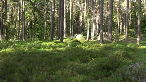 Ancient-mixed-forest