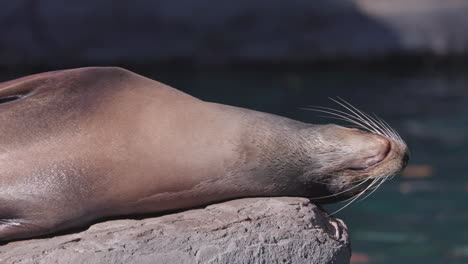 sea-lions