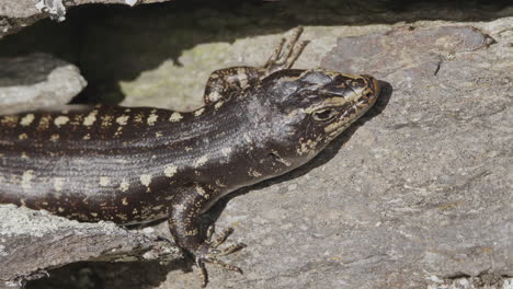 Rara-Especie-De-Lagarto-Skink-De-Otago-En-Peligro-De-Extinción-En-El-Centro-De-Otago,-Nueva-Zelanda