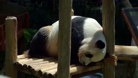 giant panda sleeping on a wooden platform