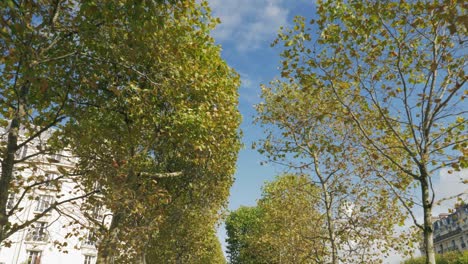 walking along the avenue of trees on autumn day paris france