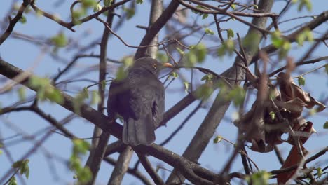 slow motion medium shot of a young blackbird seen from behind, sitting on a branch in the wind, surrounded by greenery slightly concealing it