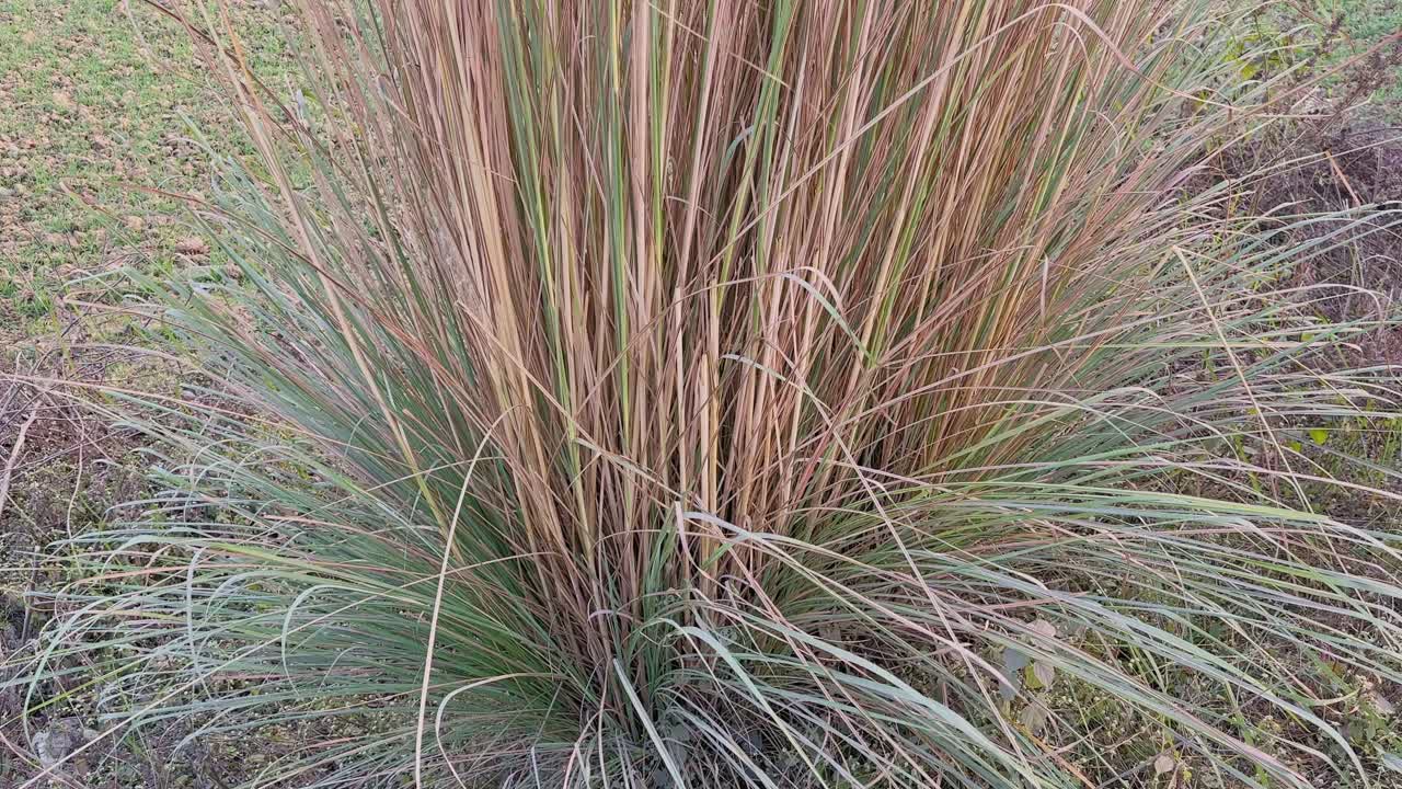 Primo piano statico di una base di erba secca e fitta con fili d'erba marroni e verdi intrecciati, con la trama del terreno visibile sotto, che mostra il modello di crescita naturale in un campo rurale