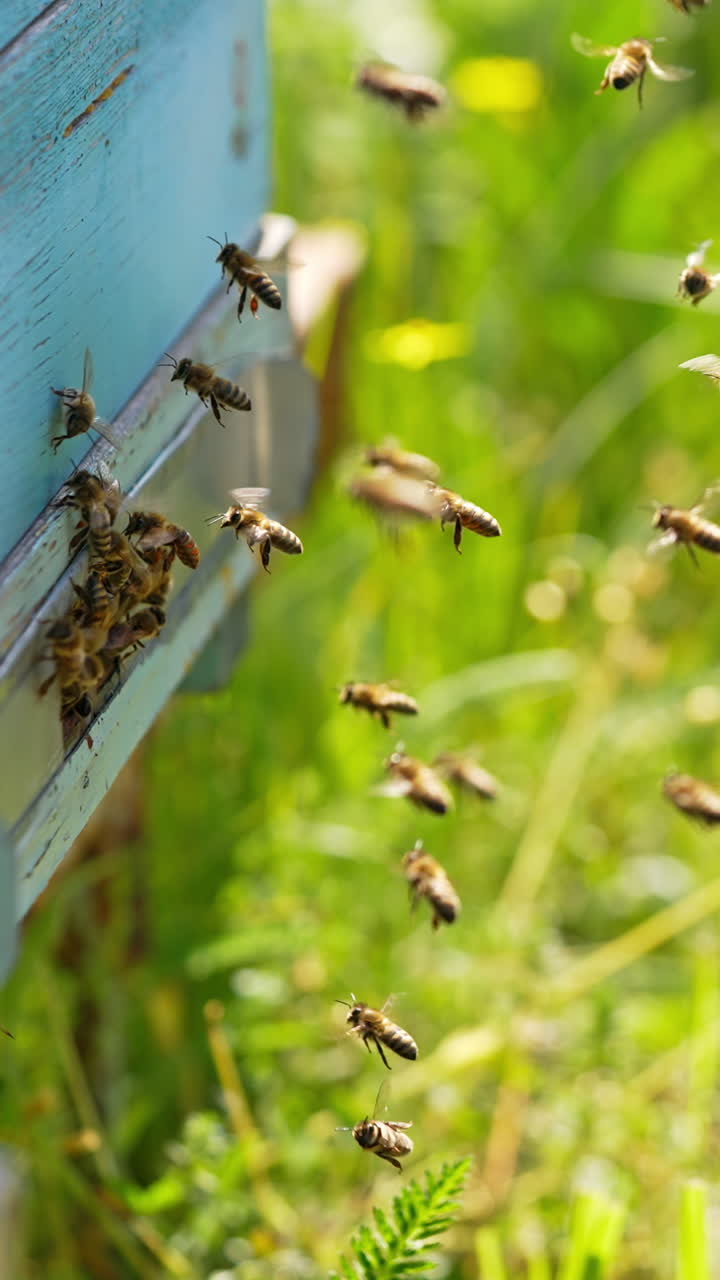 Busy bees coming back with pollen to their hive. Some insects hovering in the air waiting for their turn to come in. Side view. Green grass blurred backdrop. Vertical video