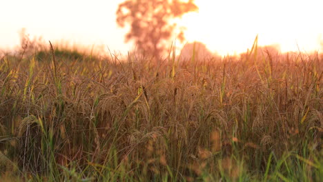 cinematic panning shot of ripe golden wheat field against the sunset