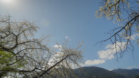 Wilde-Pflaumenbaumblume,-Die-Im-Frühjahr-Auf-Hellblauem-Hintergrund-Zur-Vollen-Blüte-Kommt,-Mit-Stabilisierter-Kamera