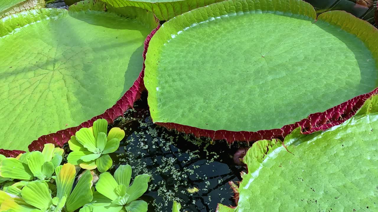 Large Victoria lotus leaves gradually spread across a sunlit pond, overtaking clusters of floating duckweed and water lettuce. Overhead camera movement, natural daylight