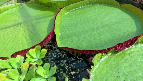 large victoria lotus leaves gradually spread across a sunlit pond, overtaking clusters of floating duckweed and water lettuce. overhead camera movement, natural daylight