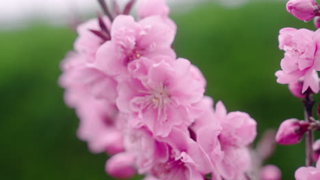 delicate blooming petals of cherry blossom in the botanical gardens of kyoto, japan