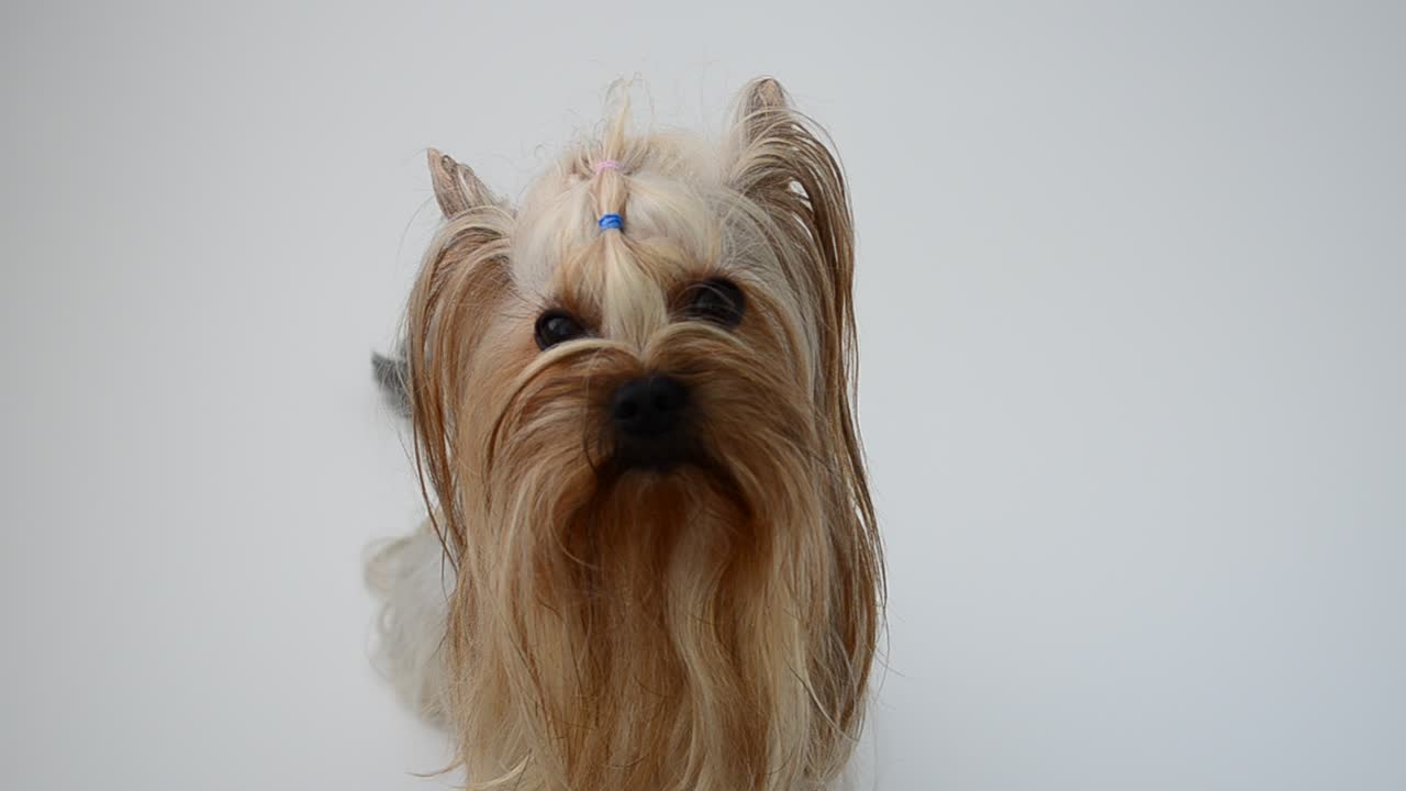 Yorkshire terrier su sfondo bianco, un cane. Riprese di un cane