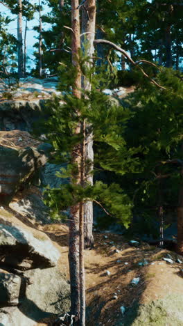 pine forest with rocky terrain