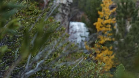 rack focus from lush forest trees to cascading waterfall, slow motion