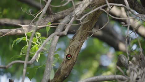 Cooper-Smith-Barbet-Vogel,-Der-Aus-Seinem-Nest-Schaut-Und-Dann-Zum-Sitzplatz-Fliegt