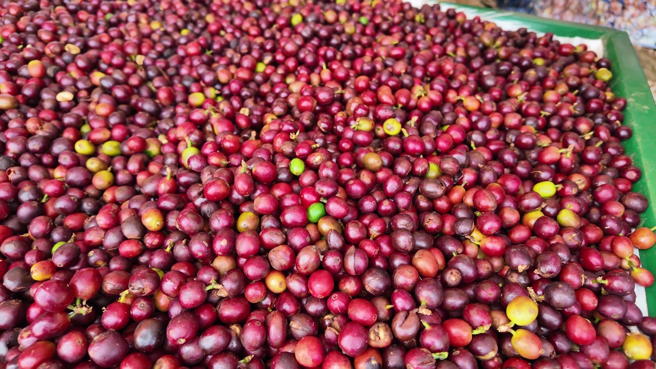 Abundant fresh coffee fruit on table, vibrant and rich in color