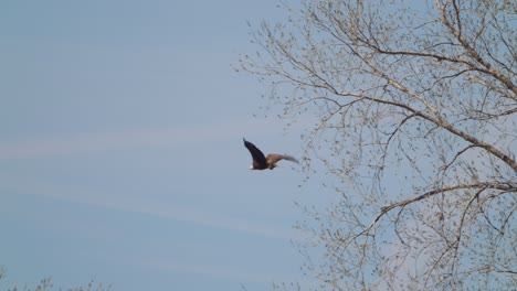 Weißkopfseeadler,-Der-Fische-Trägt,-Taucht-Im-Malerischen-Naturgebiet-Der-Grauen-Wolke-In-Minnesota