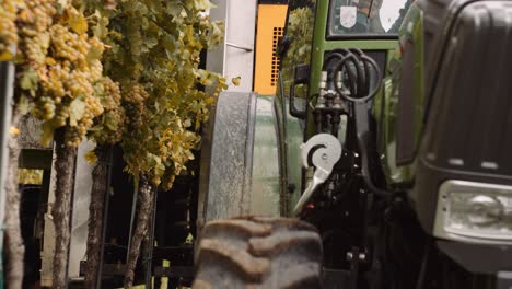 view from front of tractor as mechanical picker harvests grapes by shaking the vines